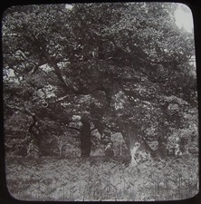 Glass Magic Lantern Slide THE