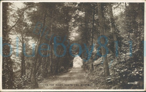 Minehead among the pines - minehead,