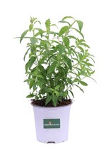 Pianta vera citronella - pianta,