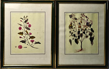 Coppia di Quadri Quadro Antica