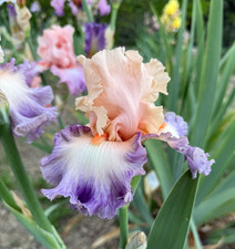 Iris TB,  ‘Persian Ballet '