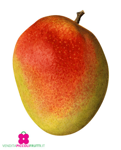 Pianta mango mangifera - di,