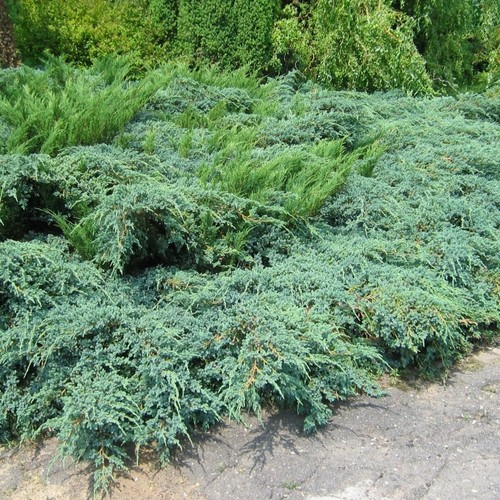 Juniperus pfitzeriana glauca - juniperus,