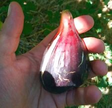 Talea Fico Moro di Bolgheri – Gusto Unico, Produttività Straordinaria!