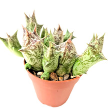 Orbea Decaisneana  vaso Ø 5,5 cm - cactus - succulente -