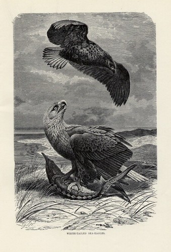 Stampa antica 1894 aquila - antica, di