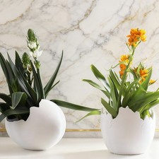 🌱 Fioriera a guscio d'uovo