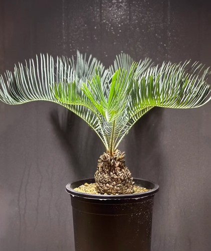 Raresucculent plant cycas - raresucculent,