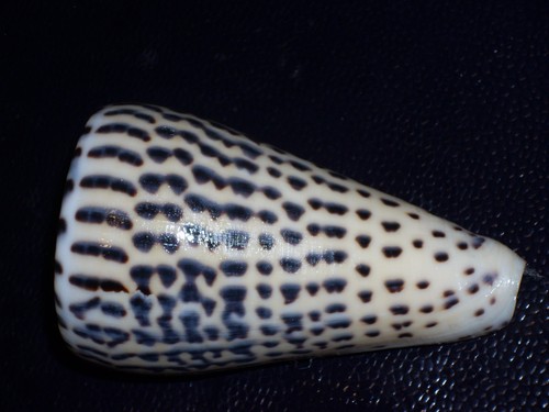 Conus leopardus fantastic - leopardus,