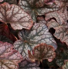 Campanella argento peltro - campanella,
