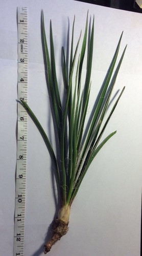 Yucca plants starter plant - yucca,