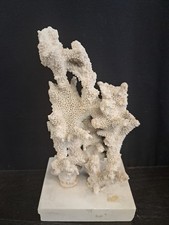  Corallo Raro  Con Base In