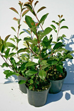 photinia red robin pianta da siepe foglie rosse a doppia talea "fotinia"