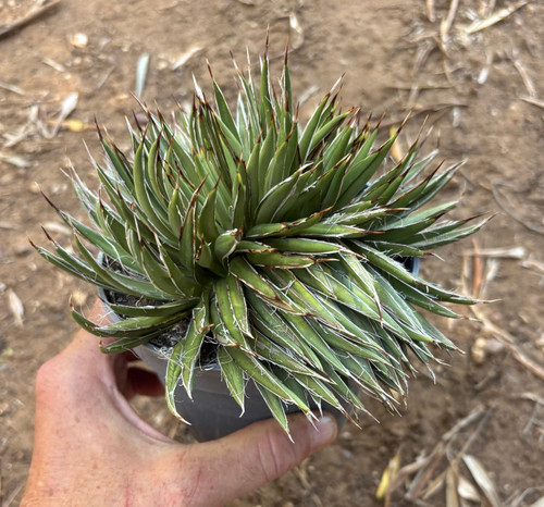 Agave filifera crestata - crestata,