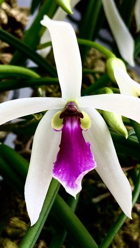 Leptotes species major big - leptotes,