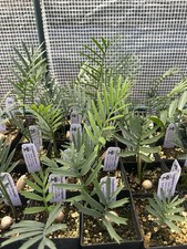 Variety Pack of 10 -