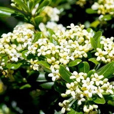 Pitosforo "Pittosporum tobira"