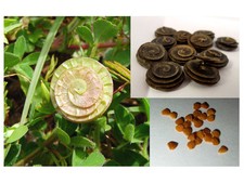 5 Capsule Semi Erba Medica Orbicolare Medicago Orbicularis seeds azotofissatrice