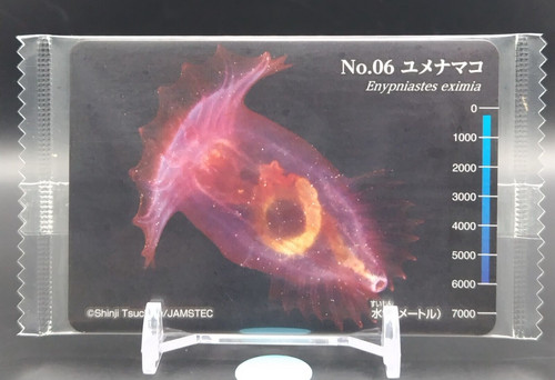Enypniastes eximia biological - enypniastes,