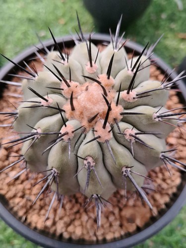 Vendita rara cactus - rara,