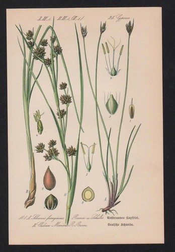 1880 taglio cladium - 1880,