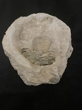 Fossile ostrica gigante - , 3