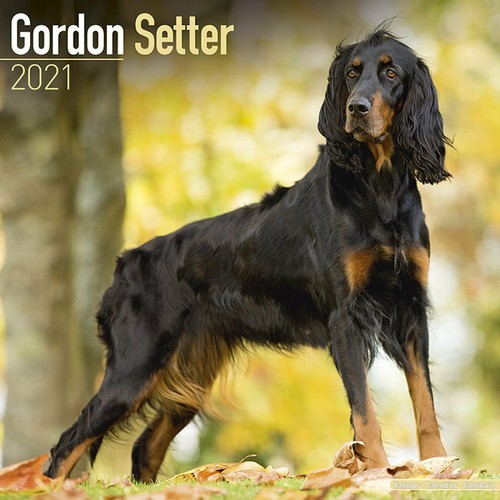 Calendrier 2021 setter - calendrier,