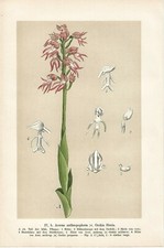 Stampa antica FIORI ORCHIDEA Aceras anthropophora x Simia 1894 Antique print