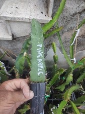 Pitaya Pianta Rara Varietà