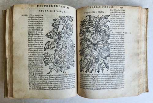 1561 pharmacopeia illustrated - pharmacopeia,