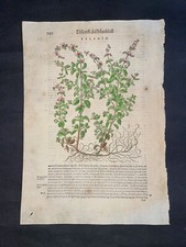 MATTIOLI - PENNYROYAL XVI SECOLO XILOGRAFIA COLORATA A MANO STAMPA FOLIO 742