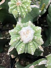 Rara pianta succulenta