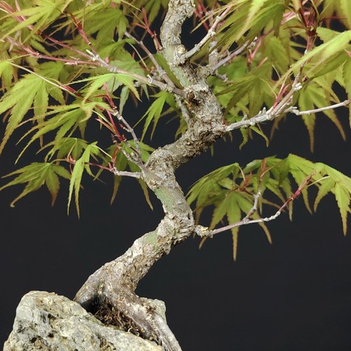 Shohin bonsai acer palmatum - shohin,