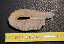 AMMONITI: Anahamulina