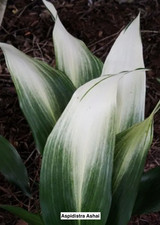 Aspidistra Elatior 'ASAHI' Cast iron plant Rare Aspidistra
