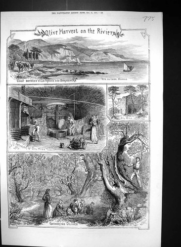 Old 1874 olive - 1874, riviera