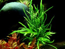 Pianta per acquario Microsorum