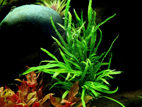 Pianta per acquario - acquario, microsorum