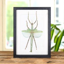 Giant Stick Taxidermy insect