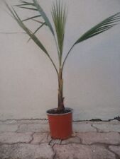Pianta palma Washingtonia Filifera v.15 cm - altezza 70/80cm