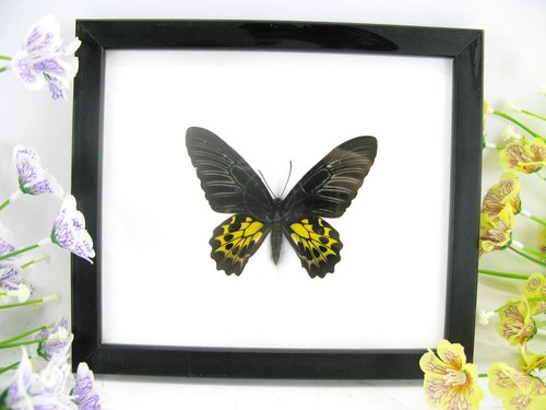 Birdwing vera e - birdwing, bellissima