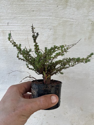 Bonsai timo macchia - timo,