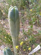 Bridgesii 'Bone Appletea' 4