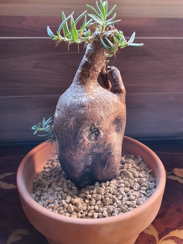Pachypodium bispinosum big - bispinosum,