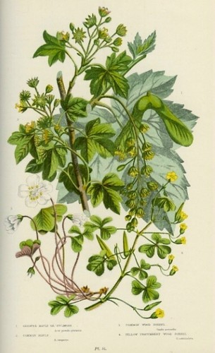 Stampa botanica antica - botanica,