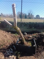 PRE BONSAI BIANCOSPINO 