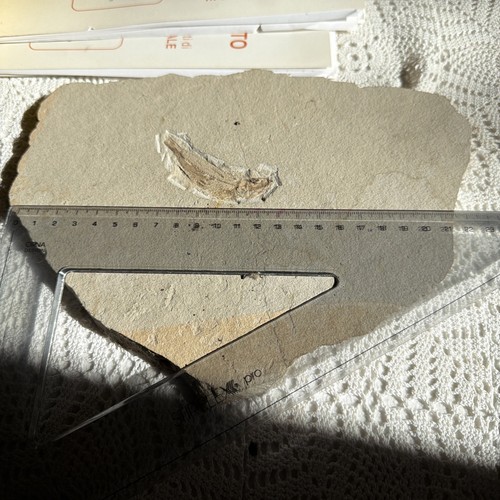 Fossile pesce lastra - pesce,