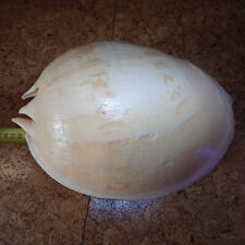 MOLTO RARO & GRANDE ENORME