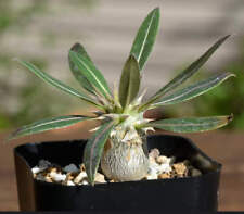 Pachypodium horombense - CAUDEX SUCCULENTA