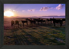 Cavalli in piedi sul tramonto